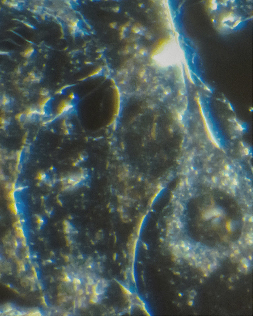 Ceramides