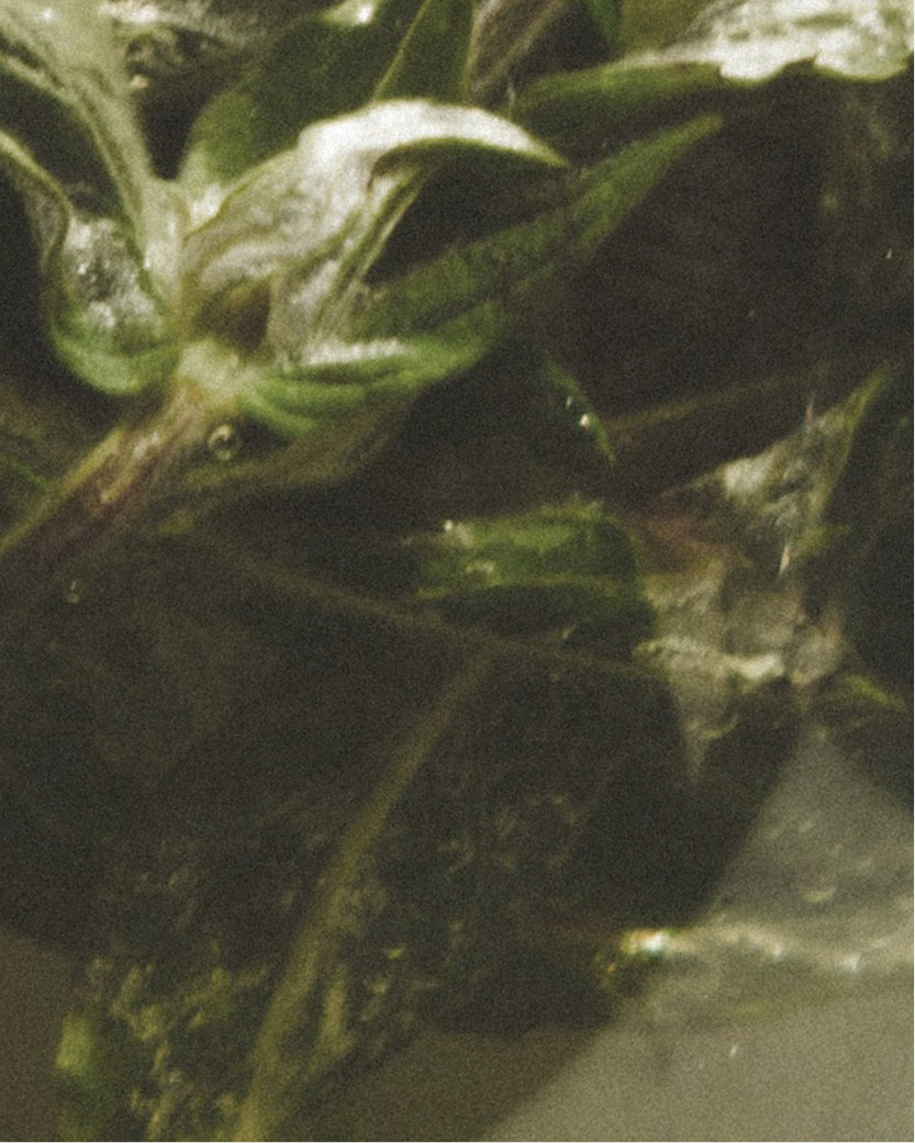Green Tea Extract
