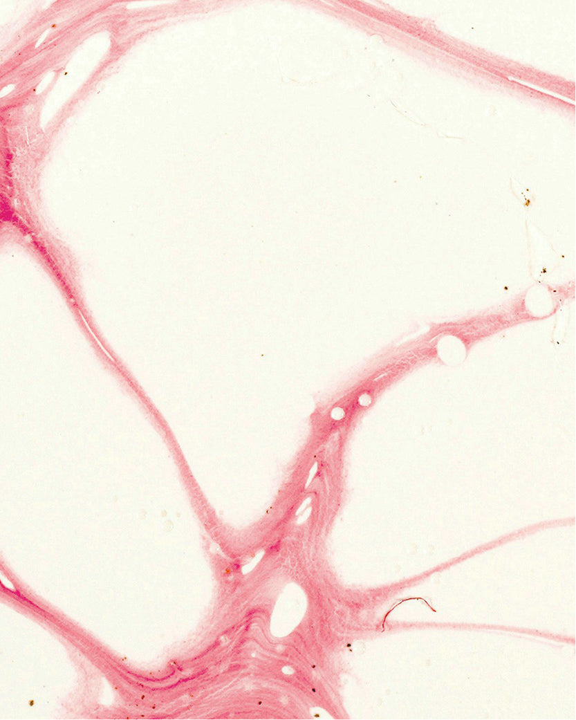 Orchid Stem Cells 