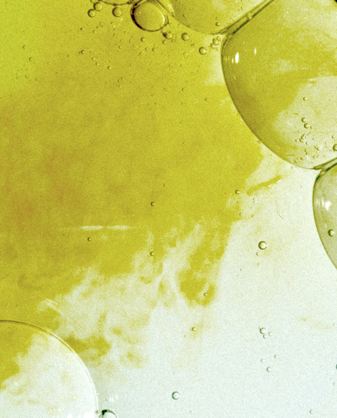 Green Tea Extract