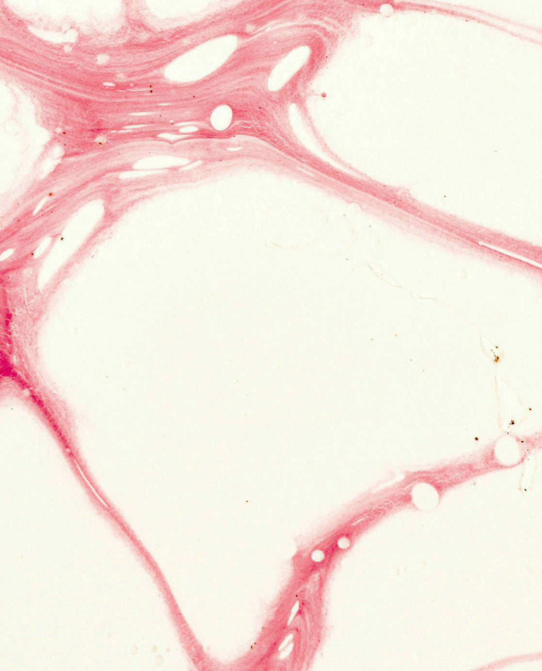 Orchid Stem Cells 